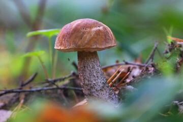 Young Leccinum griseum mushroom in forest