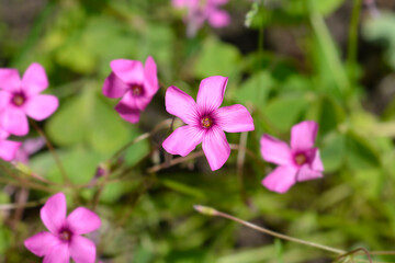 Pink wood sorrel flowers