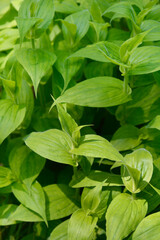 Hairy toad lily leaves