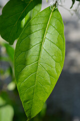 Fringetree flowers leaf