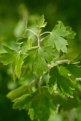 Golden currant leaves
