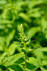 Straw foxglove flower buds