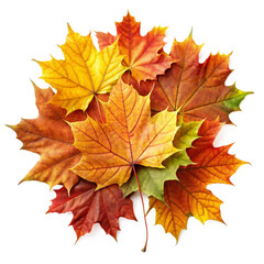 Obraz premium Autumn Leaves Isolated on no Background PNG