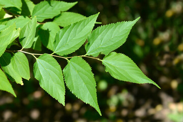 Winged elm leaves