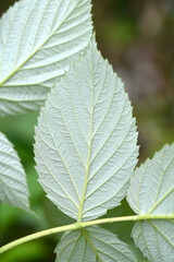 European red raspberry leaf