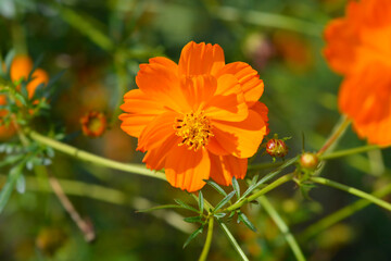 Sulfur cosmos flowers
