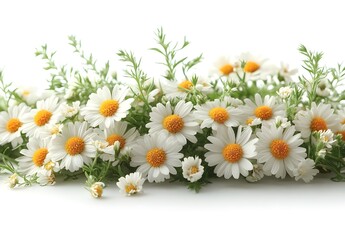Obraz premium a group of white and yellow flowers