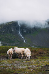 Obraz premium sheep in the mountains