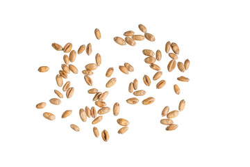 wheat grains isolated on white background	
