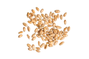 wheat grains isolated on white background	
