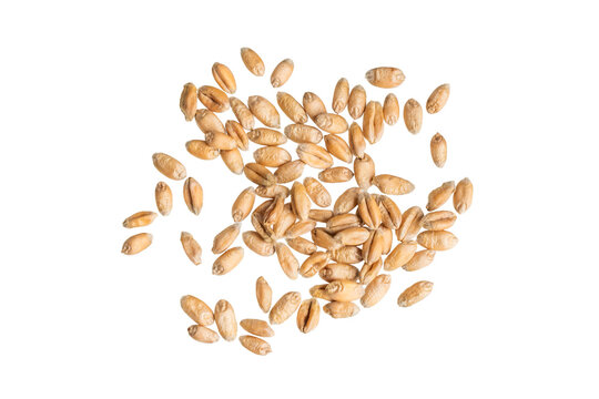 wheat grains isolated on white background	
