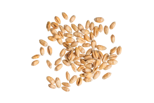 wheat grains isolated on white background	
