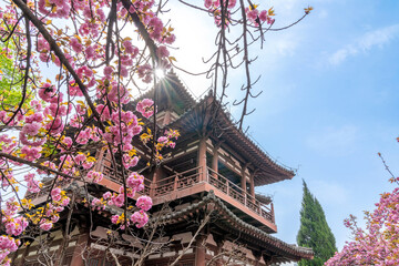 Cherry blossoms at Qinglong Temple in Xi'an, China in spring