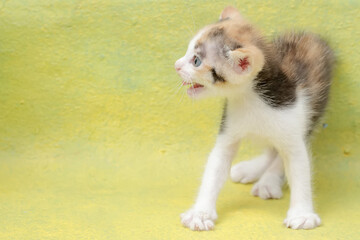 The cute and adorable appearance of a one month old kitten. This mammal, which is often used as a pet, has the scientific name Felis catus.