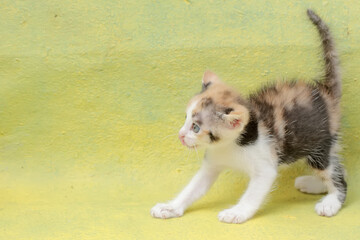 The cute and adorable appearance of a one month old kitten. This mammal, which is often used as a pet, has the scientific name Felis catus.