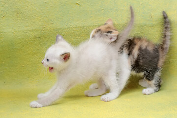 The cute and adorable appearance of a number of baby cats. This mammal, which is often used as a pet, has the scientific name Felis catus.