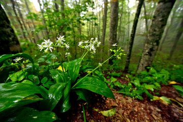 Bärlauch (Allium ursinum) im Urwald des Biogradska Gora Nationalpark, Montenegro 