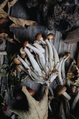 Mushrooms in the fall are very tasty 