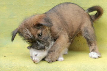 A puppy is playing with a kitten in a friendly manner. Mammals that are commonly used as human pets have the scientific name Canis lupus familiaris.