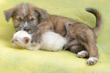 Obraz premium A puppy is playing with a kitten in a friendly manner. Mammals that are commonly used as human pets have the scientific name Canis lupus familiaris.