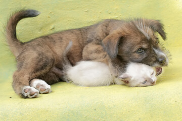 Obraz premium A puppy is playing with a kitten in a friendly manner. Mammals that are commonly used as human pets have the scientific name Canis lupus familiaris.