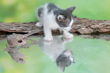 A kitten is posing threateningly as a tokay gecko approaches it. This mammal, which is often used as a pet, has the scientific name Felis catus.