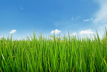 Green rice plants are blooming in the fields  with the sky behind them.