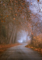 Obraz premium magic autumn in the forest of Kastoria