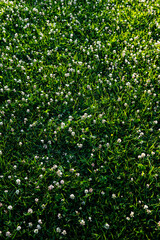Background of White Clover Flowers in Green Meadow