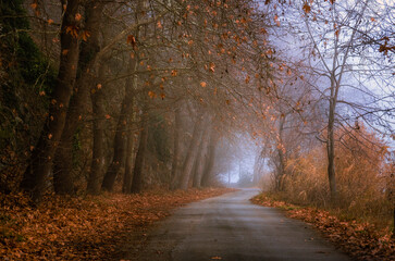 Fototapeta premium autumn in the woods of Kastoria Greece