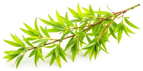 Naklejka premium Vibrant green leaves grace a slender willow branch, beautifully isolated on a white background, capturing the serene