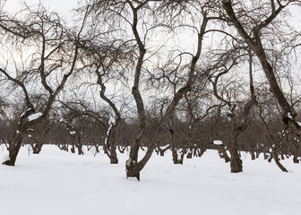 Fototapeta premium Apple trees in winter