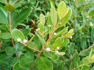 Rhodomyrtus tomentosa or hill gooseberry tree. It is also known as Rose Myrtle, is a flowering plant in the Myrtaceae family.