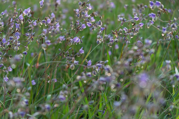 Flowers Murdannia giganteum Mountain Phu Soi Dao National Park, Huai Mun Sub-district, Nam Pat District, Uttaradit Province