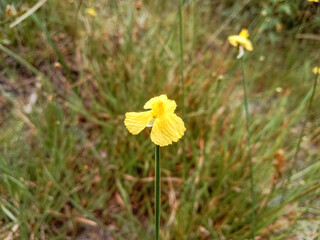 Yellow-eyed grass flowers (Xyris indica). Xyris is a genus of flowering plants in the Xyridaceae...