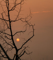 silhouette of a tree in sunset