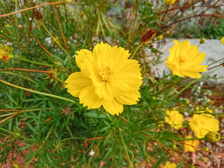 Yellow cosmos flowers (Cosmos sulphureus) bloom in the garden. Yellow cosmos growing in the garden.