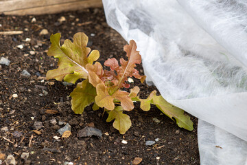 Young green and purple curly salad leaves lettuce plant growing under white fleece row cover for...