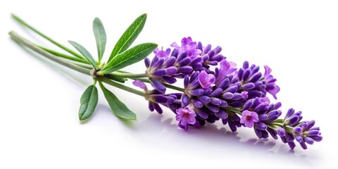 Obraz premium Isolated Lavender Flower on White Background for Floral Design, Aromatherapy, and Decoration Use