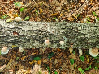 White inedible mushroom growing on log. Fungi growing out of the side of a fallen tree.