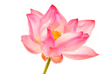 Beautiful Pink Lotus Flower on White Background