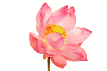 Delicate Pink Lotus Flower Blooming Brightly