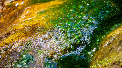Green moss on rocks in a flowing river with a natural background