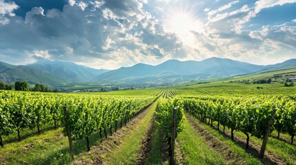 A vibrant view captures rows of lush grapevines stretching into the distance under a bright sky, located in the famous kakheti wine region of georgia, a key area known for its viticultural heritage.