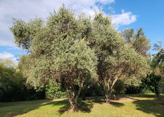 Olive trees are considered sacred and are symbols of peace and abundance.