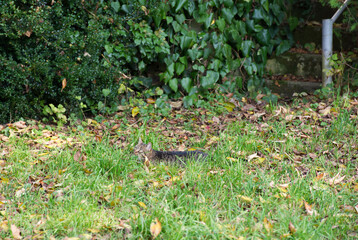 Finde die Katze auf der Wiese im Herbstlaub