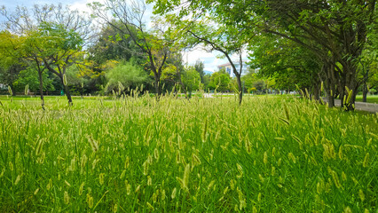Foxtails in a garden in a city park