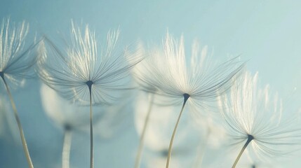 Delicate dandelion seeds drifting through the wind, seed head in focus against a bright sky, no people visible.