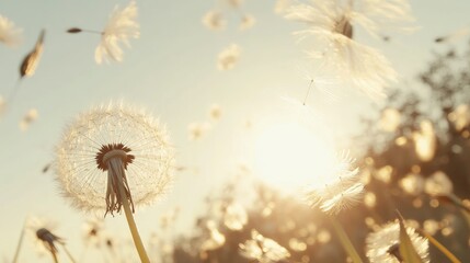 Obraz premium Focus on the moment dandelion seeds are blown into the wind, set against a bright, sunny sky, no people.