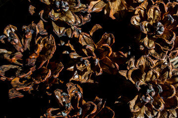 close-up of pinecones, a grapich resources